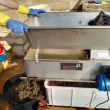 Vi elaborat a la Torre del Codina