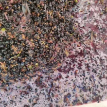 Vi elaborat a la Torre del Codina