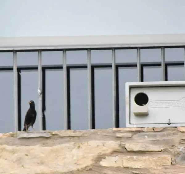 Merla vora el seu niu a la Torre del Codina.