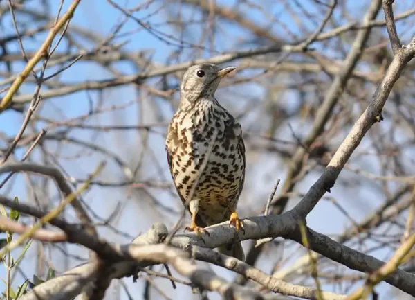 Foto d’una preciosa griva dalt d’un ametller a la Torre del Codina.