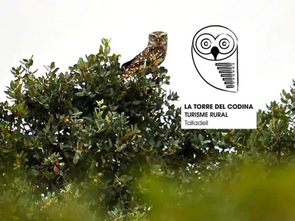 Els ocells de la Torre del Codina, Capítol 1: El mussol.