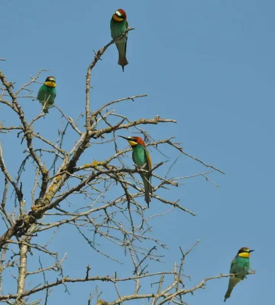 Trobada d’abellerols acabats d’arribar d’Àfrica.
