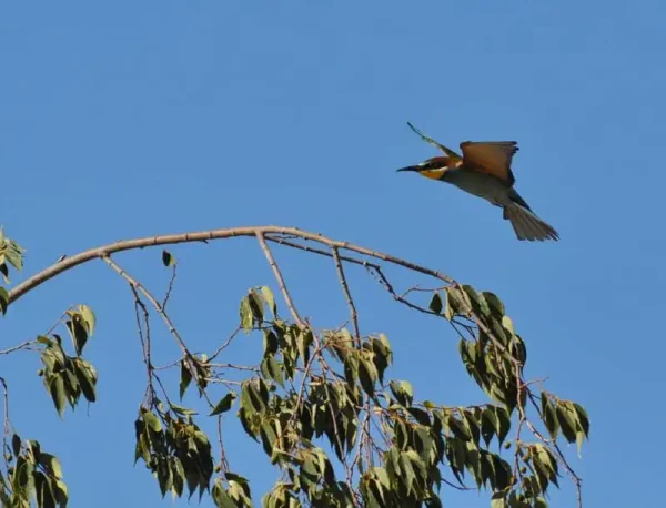 Abelleroll posant-se dalt d’una branca.