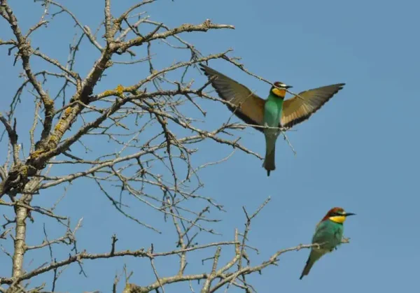 Abellerol aparellant-se.