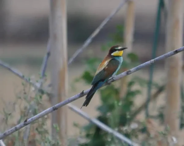 Abellerol en repós.