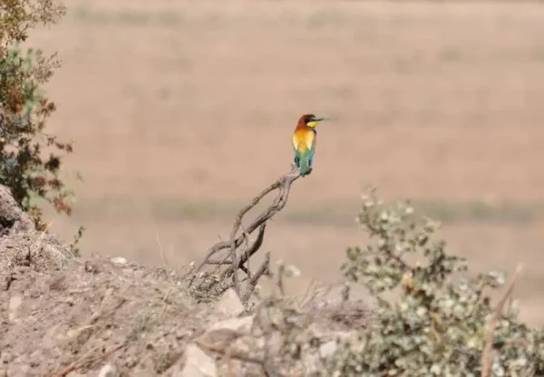 Abellerol observant.