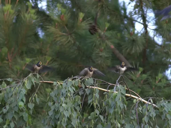 Cries d’orenetes cridant a la mare.