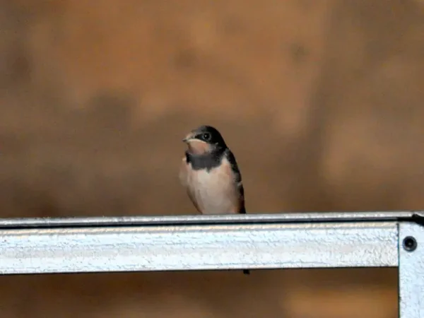 Oreneta a la barana del cup de la Torre del Codina.