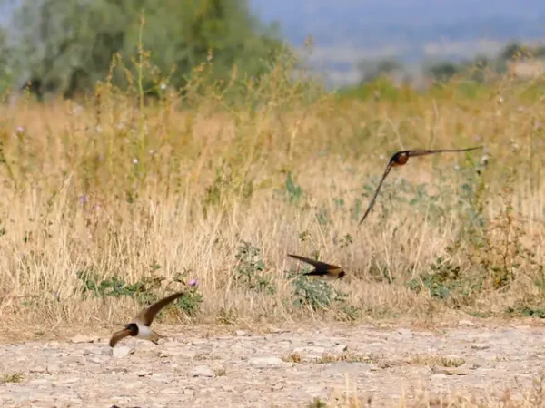 Orenetes volant a ran de terra.
