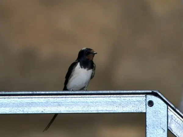 Oreneta a la Torre del Codina.