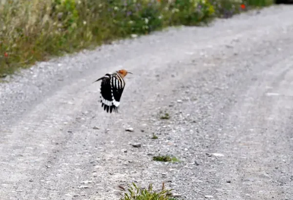 La bella imatge de la puput volant.