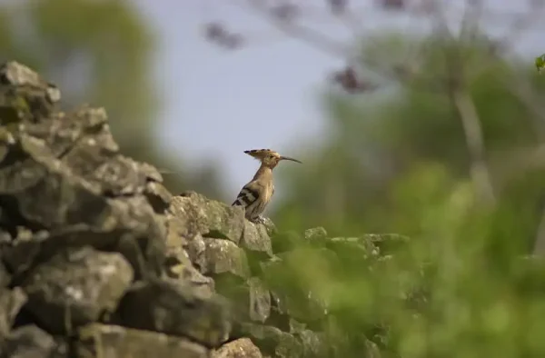 La puput dalt d’un marge vora la Torre del Codina.