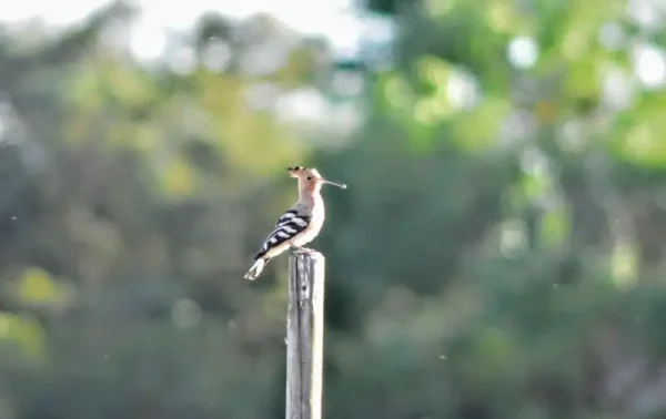 La puput dalt d’un pal de la vinya de la Torre del Codina.