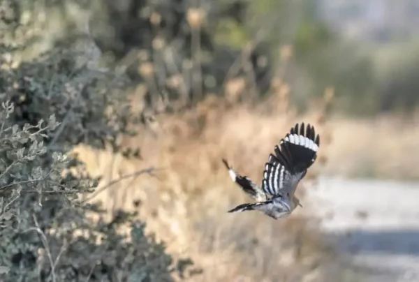 La puput en vol pel camí cap a la Torre del Codina.