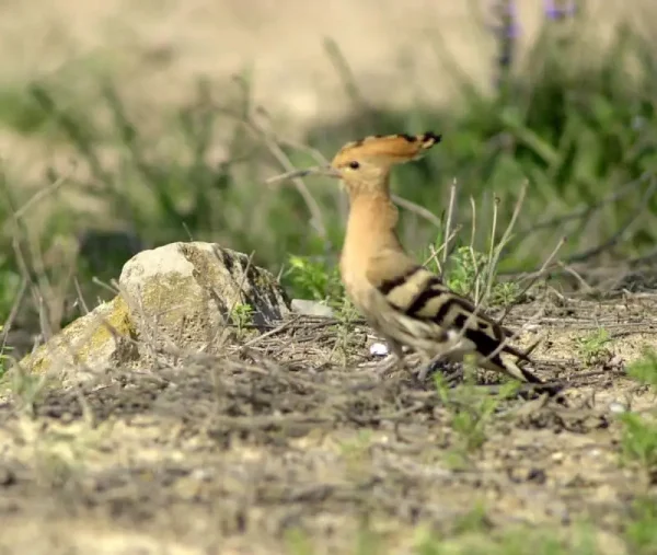 La puput posant amb elegància a la meva càmera.