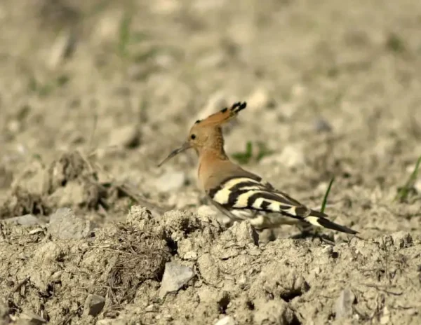 Per la seva alimentació acostuma a anar sempre passejant ran de terra.