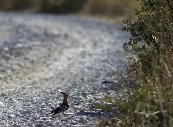 La puput a la vora del camí.