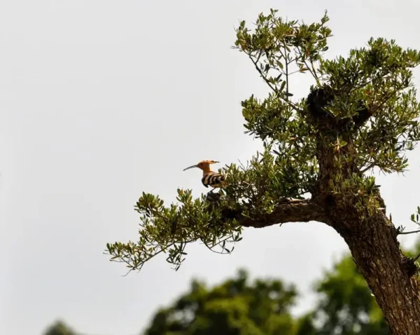 La puput dalt de l’olivera, on en una cavitat de la soca hi te el niu.
