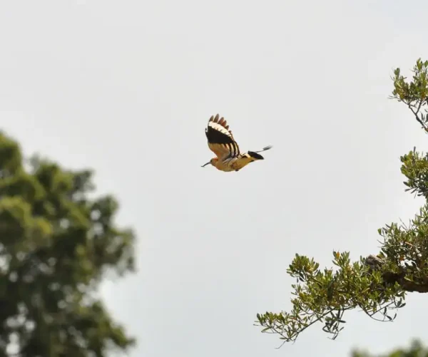 La puput en vol amb les ales esteses.