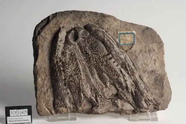 Elomeryx cluae. Oligocè. Museu Comarcal Urgell Tàrrega.