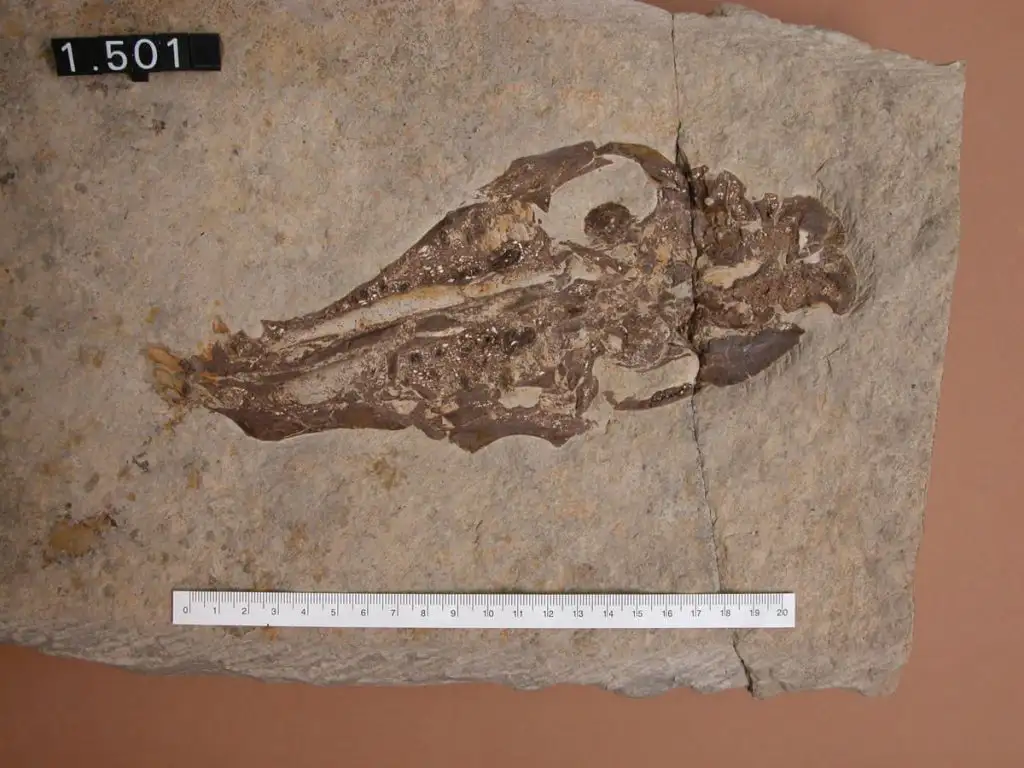 Cap de rèptil similar al cocodril. “Brachiodus cluai” . El Talladell. Museu de Tàrrega.