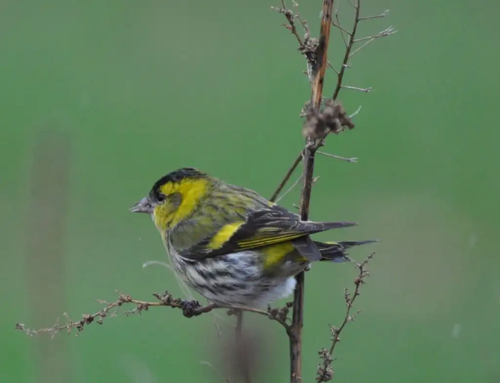El lluer (Spinus spinus), anomenat lluonet a les illes, i gavatxet, llogueret, joqueret, lluidet, niueret, llauiset, nic, niquet, nyic, nyiquet, tiro, tiroret, franceset, mentiró, mentironet, lliberal) al País Valencià.